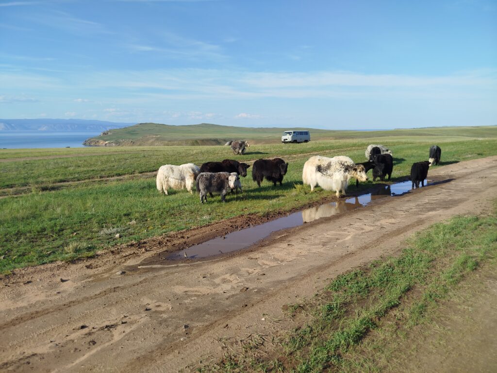 хайнаки